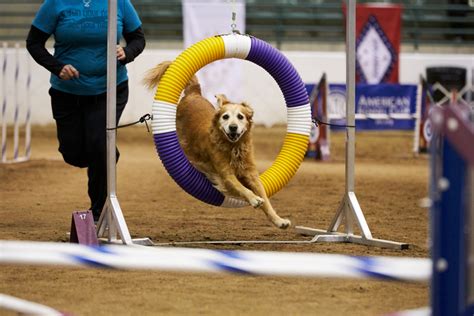 This listing displays the top dogs based on the Grand Championship title earned. . Akc national agility championship 2023